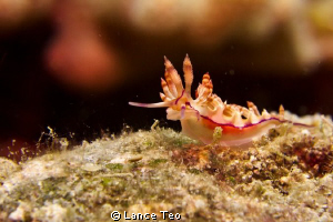 Nudibranch cruising.

Lembeh straits.
G12 w 1 strobe
... by Lance Teo 
